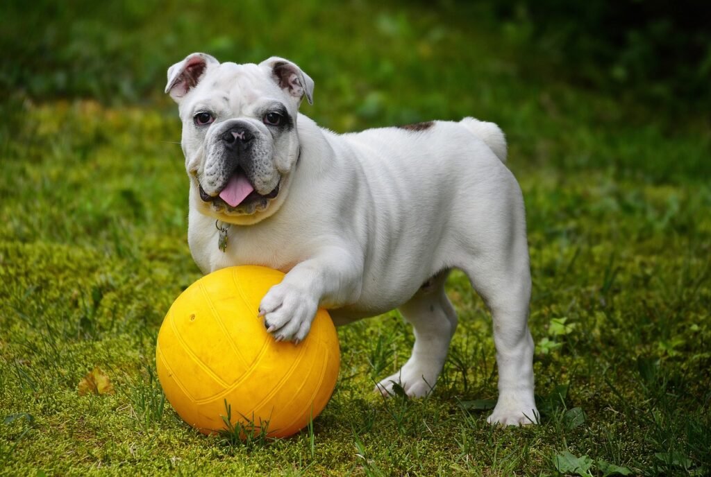  Digestive Issues in Dogs